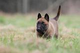 MALINOIS 860